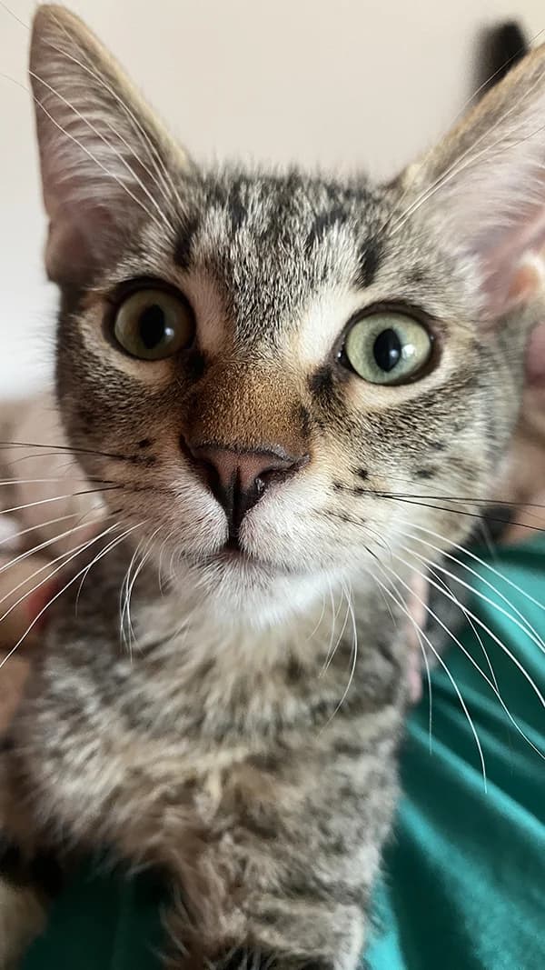 Zigi, Mixed Breed (Feniks)