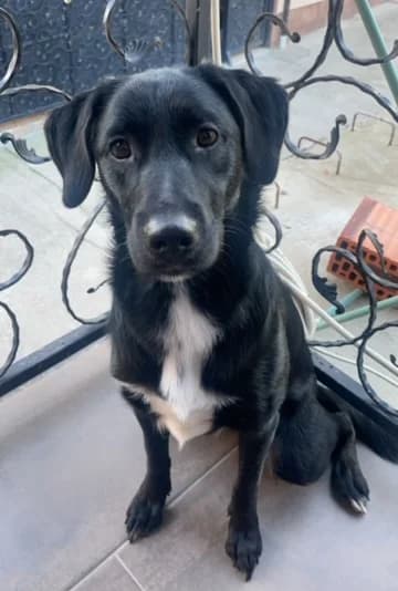 Mila i Milica, Mixed Breed (Feniks)
