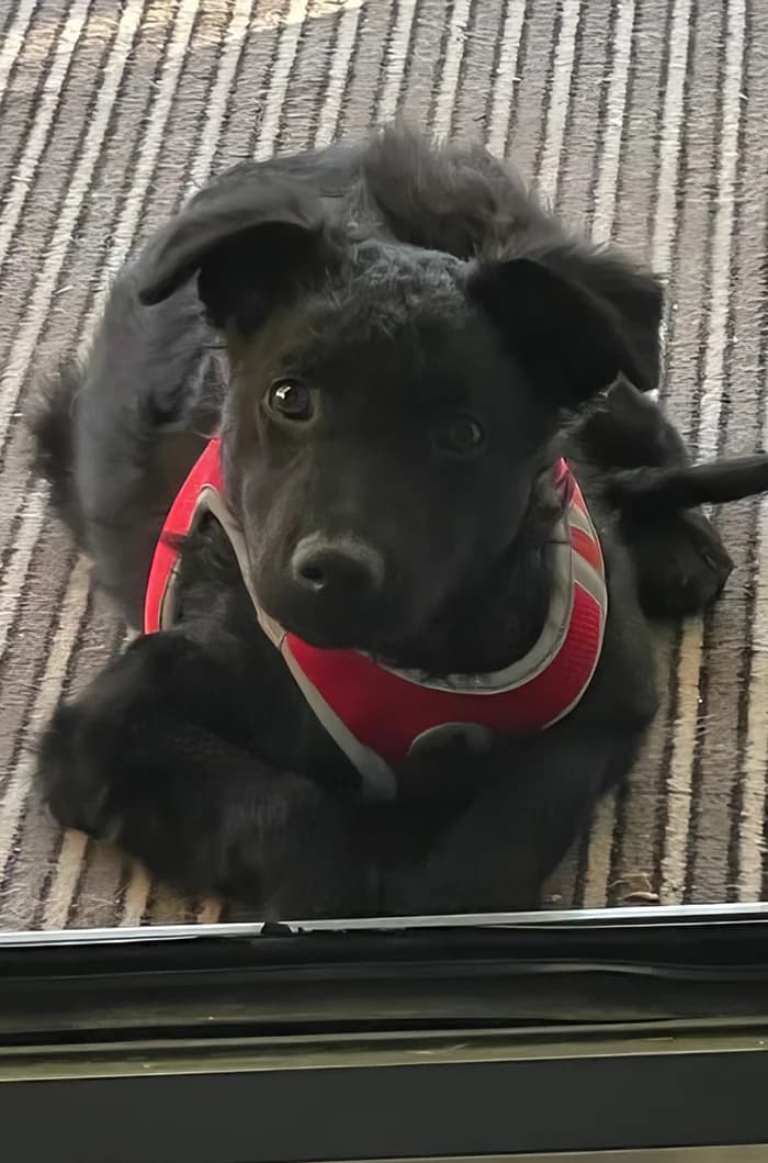 Pukica, Mixed Breed (Feniks)