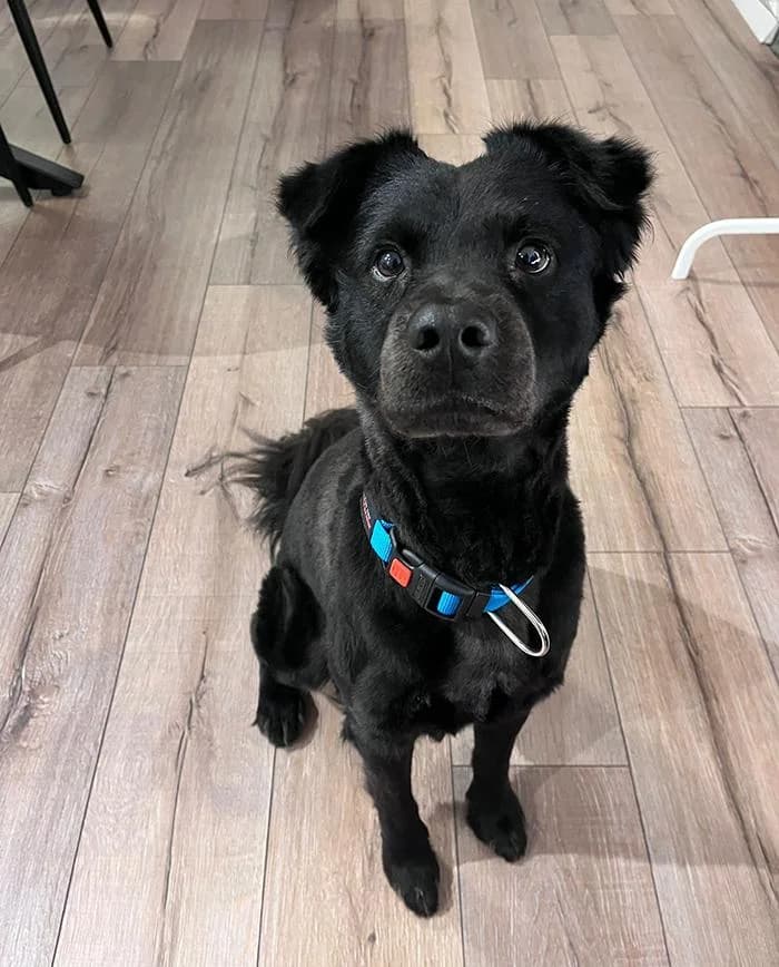 Hugo, Mixed Breed (Feniks)