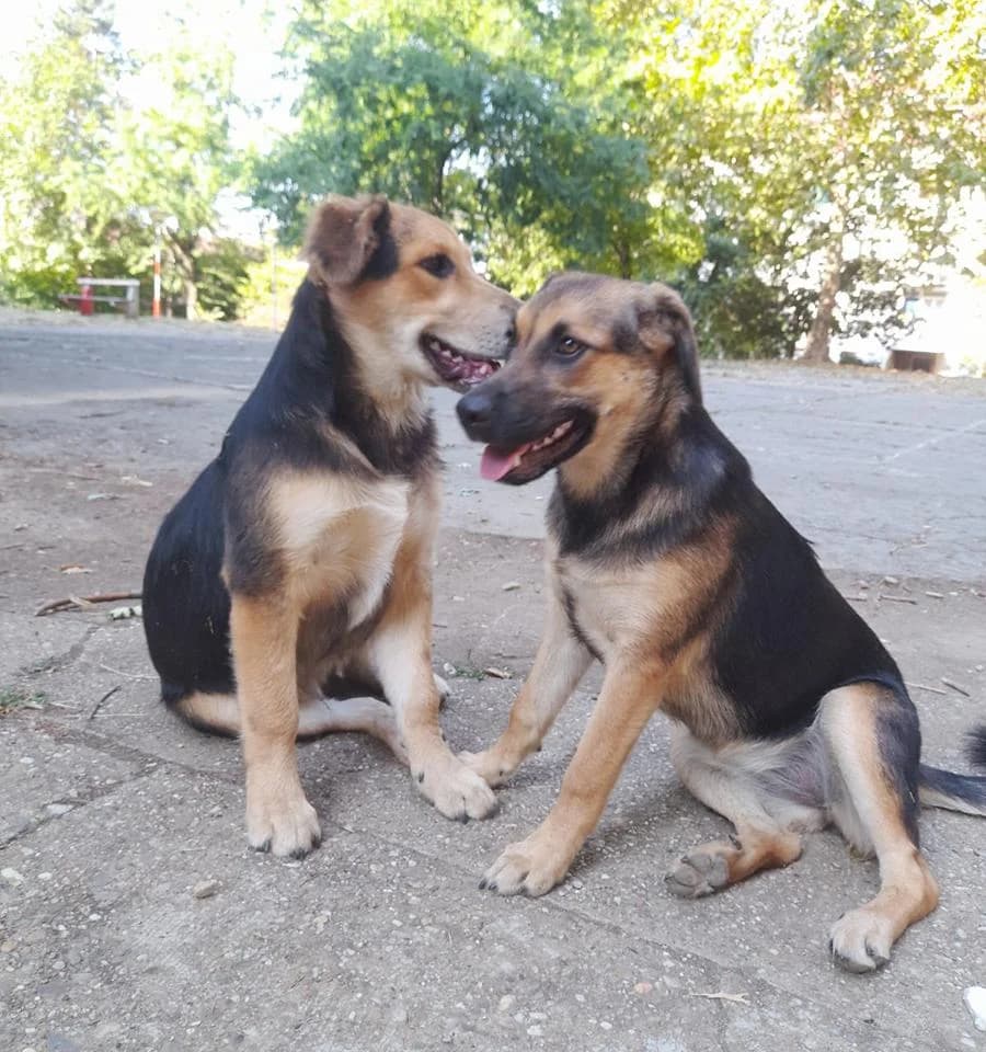 Stevan i Ljubica, Mixed Breed (Feniks)