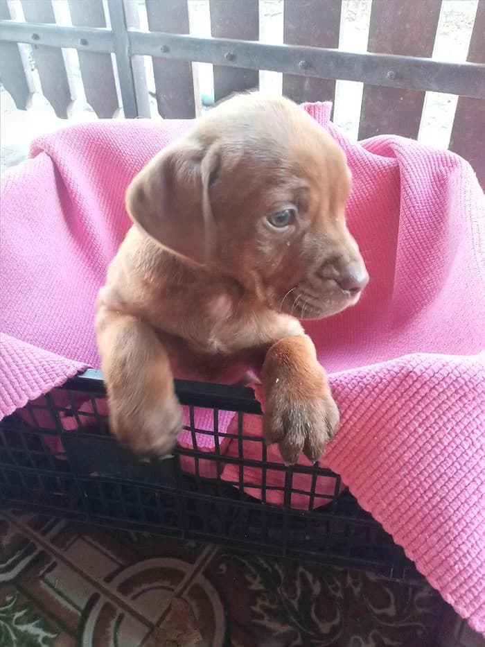 Štenci mešanci, Mixed Breed (Feniks)