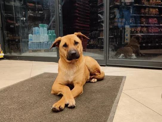 Žućka, Mixed Breed (Feniks)