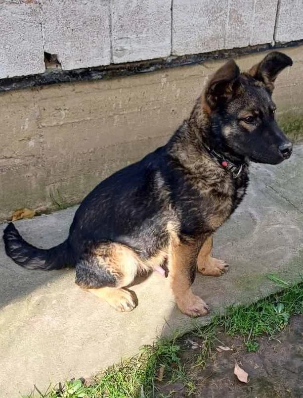 Srećko, Mixed Breed (Feniks)