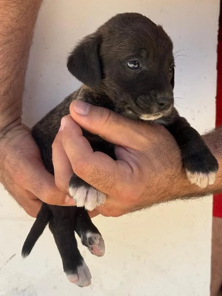 Smederevci, Mixed Breed (Feniks)