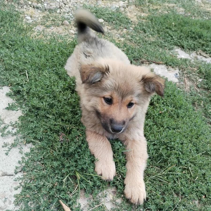 Meda, Mixed Breed (Feniks)