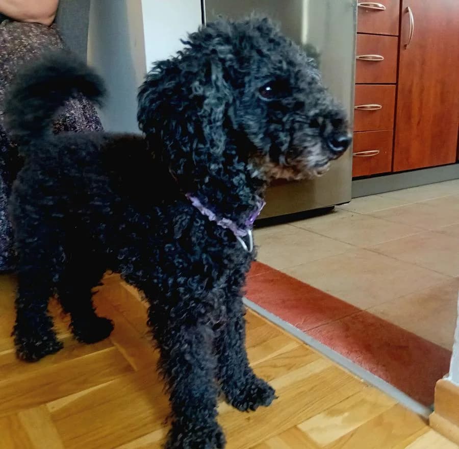 Maza, Mixed Breed (Feniks)
