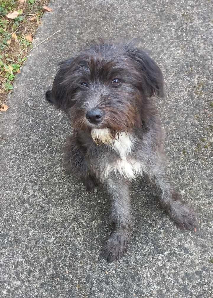Boni i Klajd, Mixed Breed (Feniks)