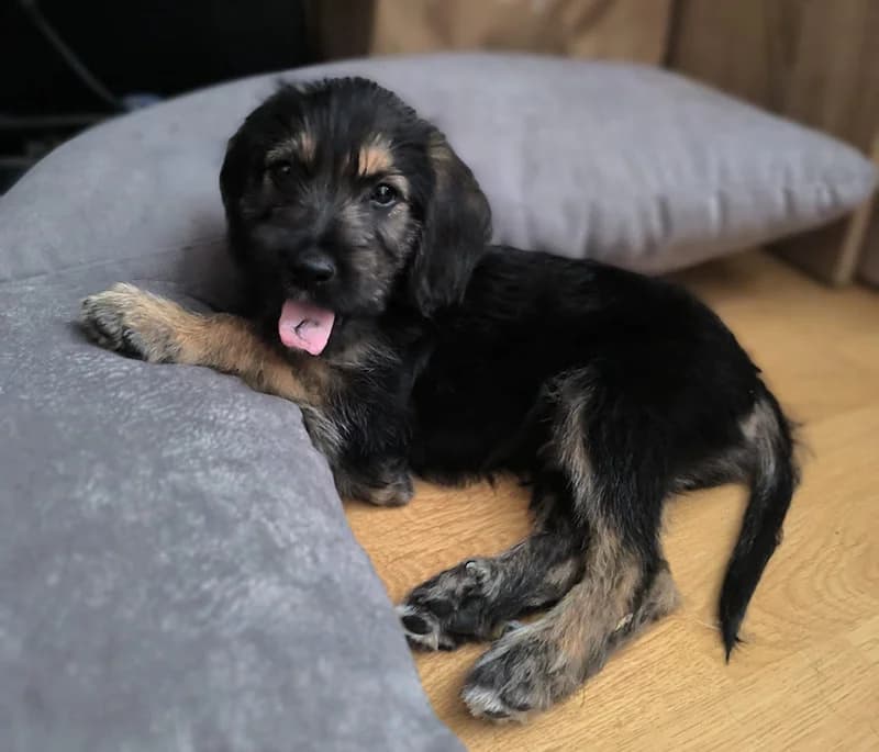 Benny, Mixed Breed (Feniks)
