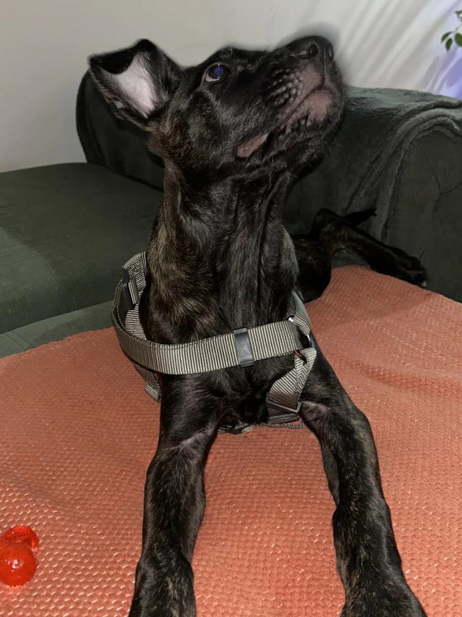 Dori, Mixed Breed (Feniks)