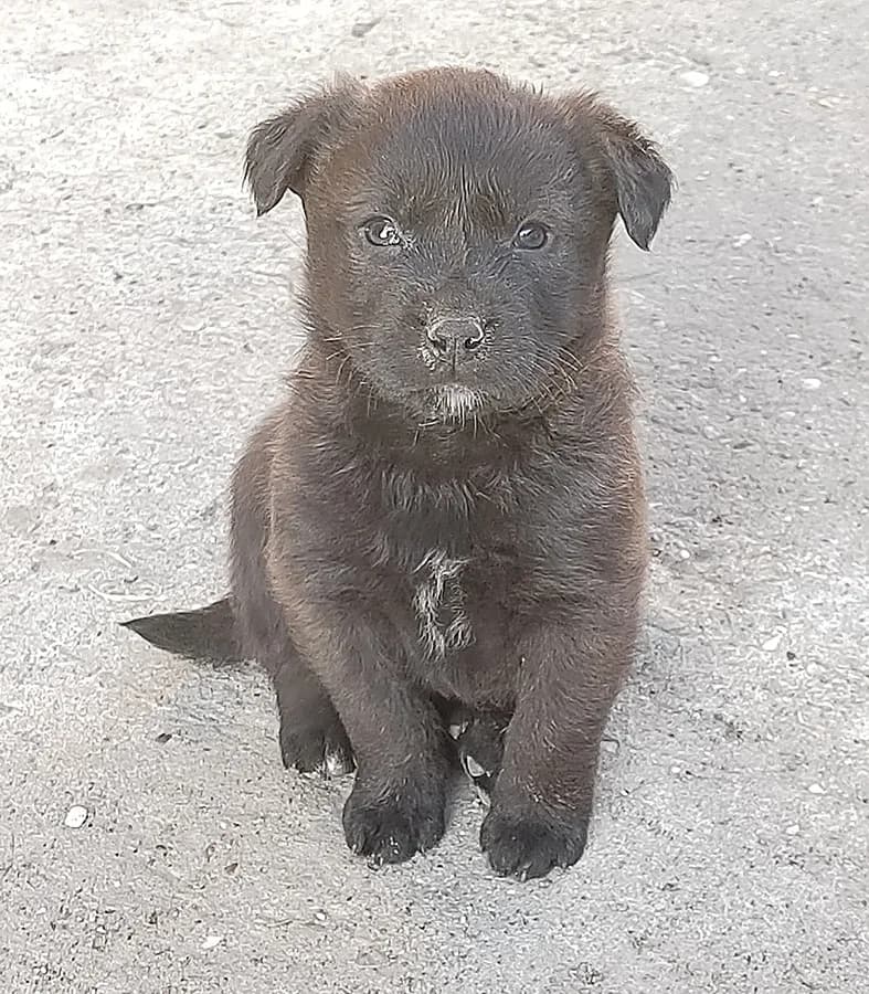 Štenci, Mixed Breed (Feniks)