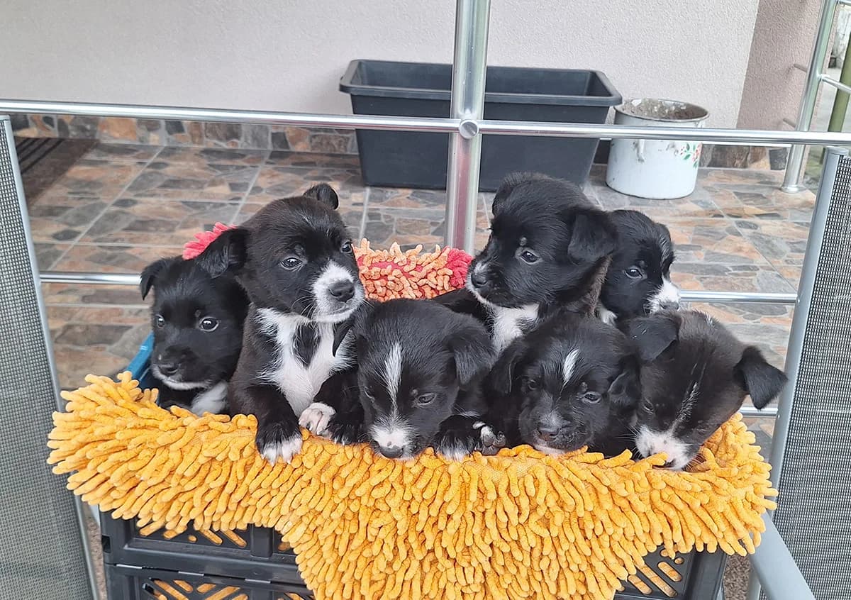 Malenih šest,  Mixed Breed for adoption at Feniks, Belgrade