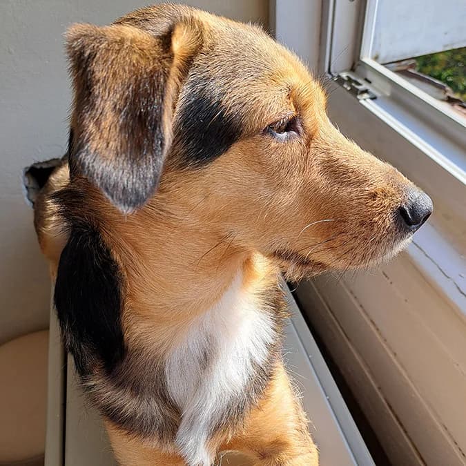Anka, Mixed Breed (Feniks)