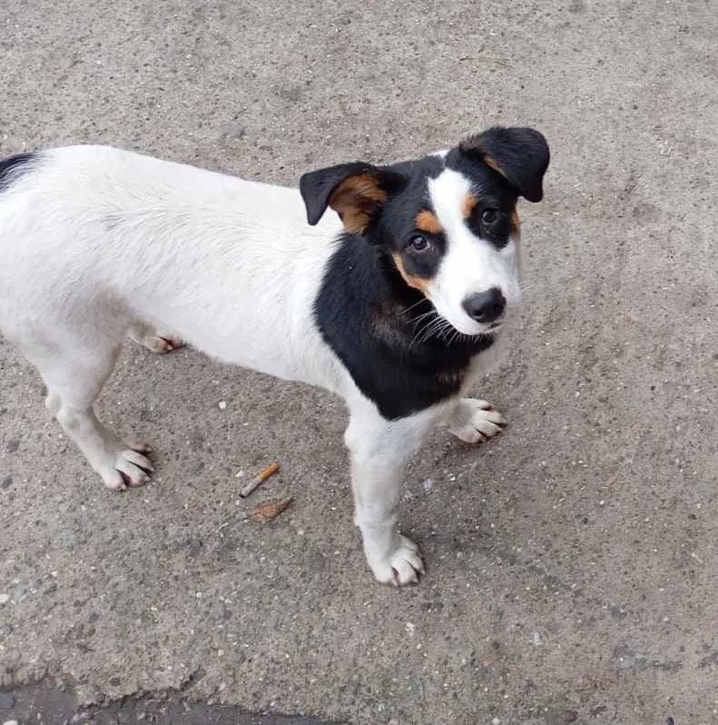 Milkica, female Mixed Breed for adoption at Feniks, Belgrade