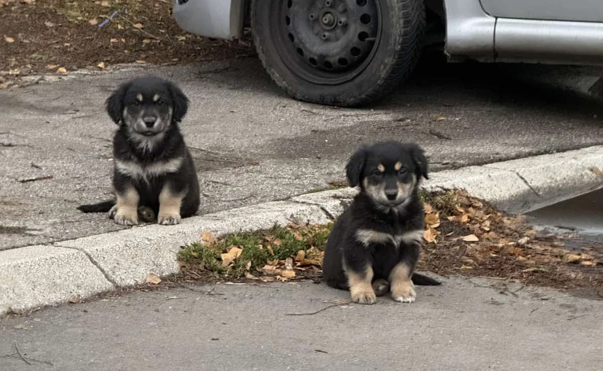Lole i Bole, Mixed Breed (Feniks)