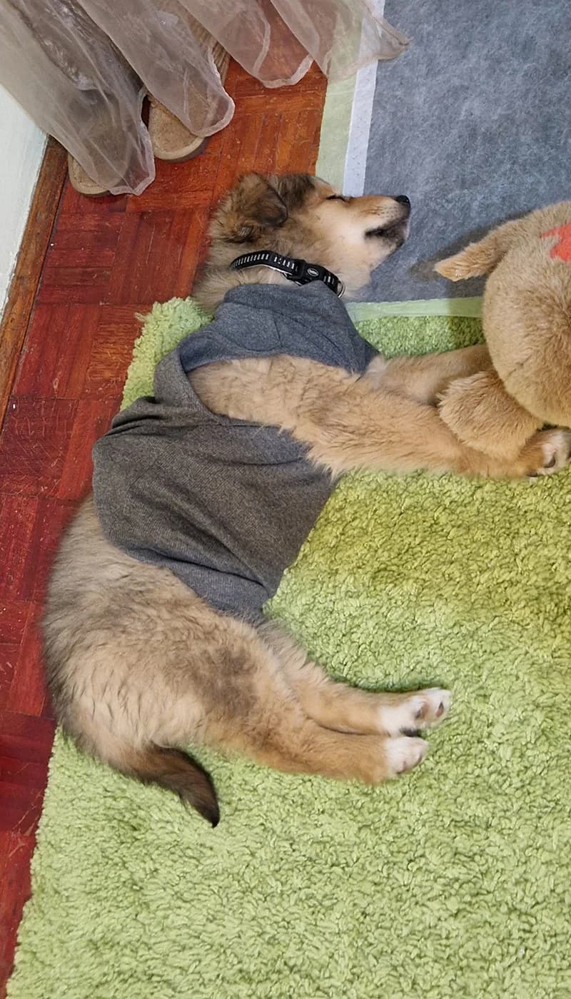 Medena, Mixed Breed (Feniks)