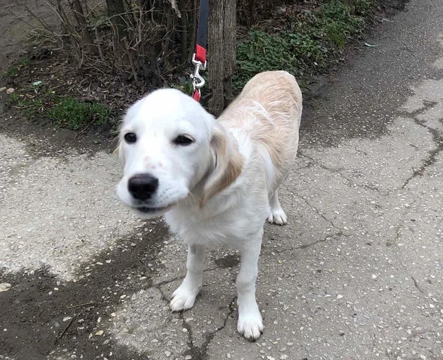 Lola, Mixed Breed (Feniks)