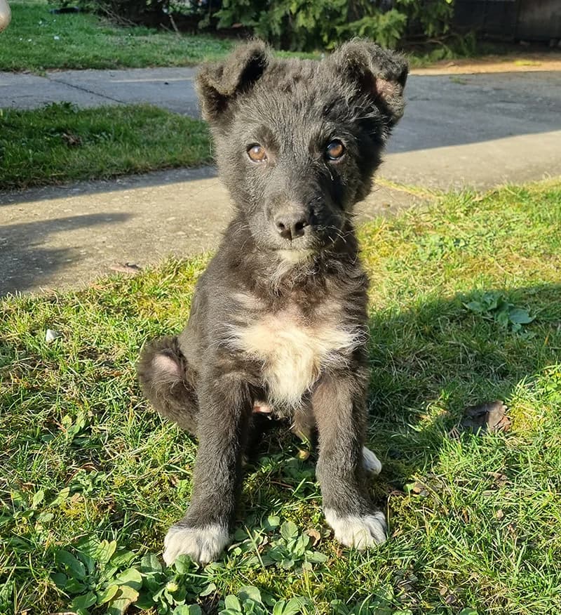 Crnka i Crnko,  Mixed Breed for adoption at Feniks, Belgrade