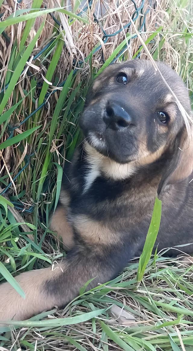 Karčo, Čarapica, Bela i Rotkvica,  Mixed Breed for adoption at Feniks, Belgrade