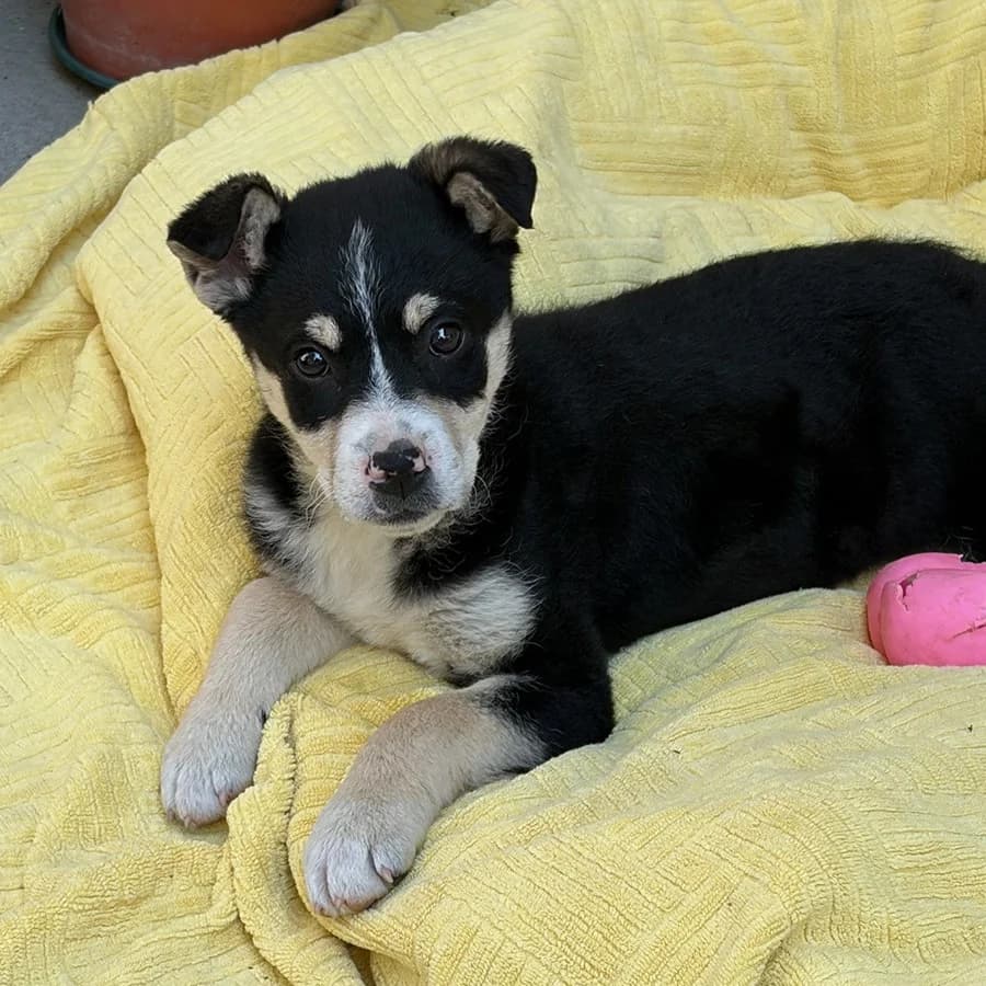 Miki, Mixed Breed (Feniks)