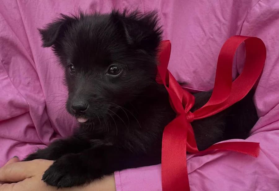 Crna, Mixed Breed (Feniks)
