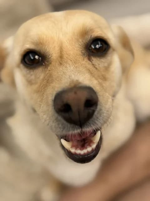 Žuzel, female 3yo Mixed Breed for adoption at Feniks, Belgrade