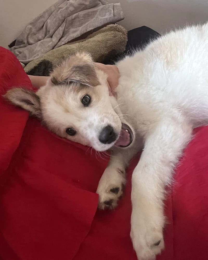 Obi,  Mixed Breed for adoption at Feniks, Belgrade