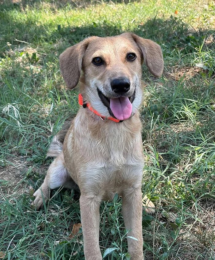 Čitos, male Mixed Breed for adoption at Feniks, Belgrade