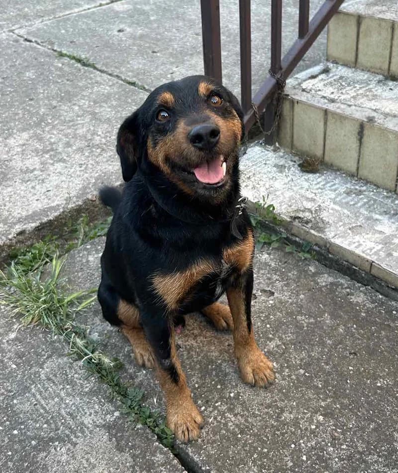 Prle, male Mixed Breed for adoption at Feniks, Belgrade