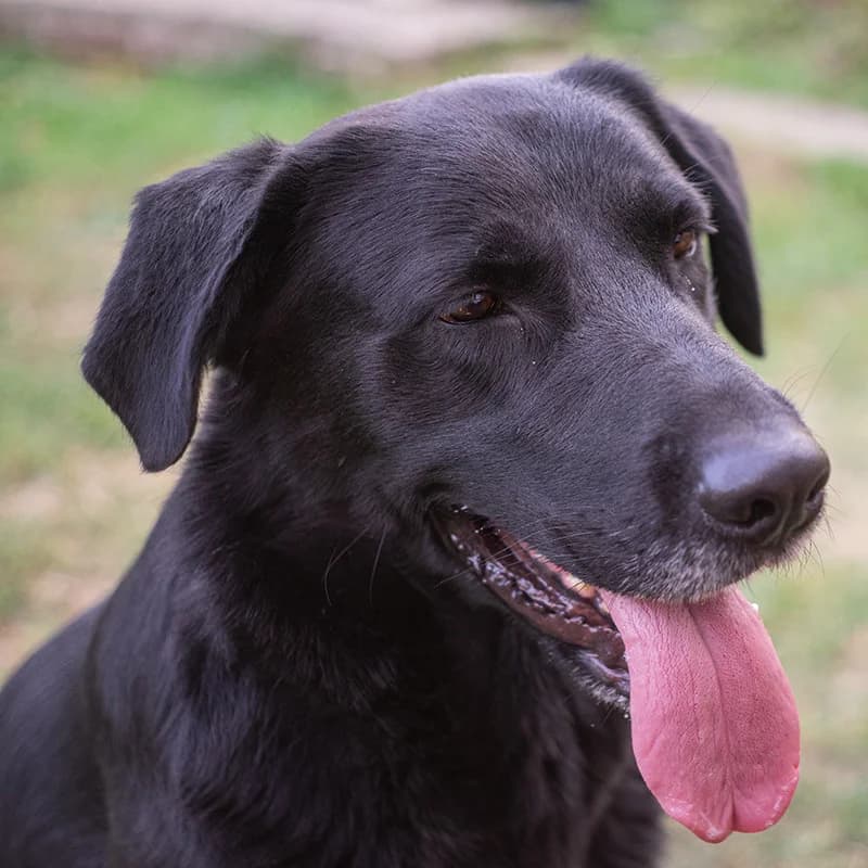 Tedi, male 6yo Mixed Breed for adoption at Feniks, Belgrade