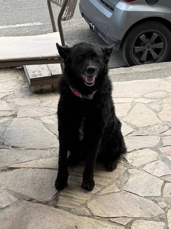 Džordž,  5yo Mixed Breed for adoption at Feniks, Belgrade