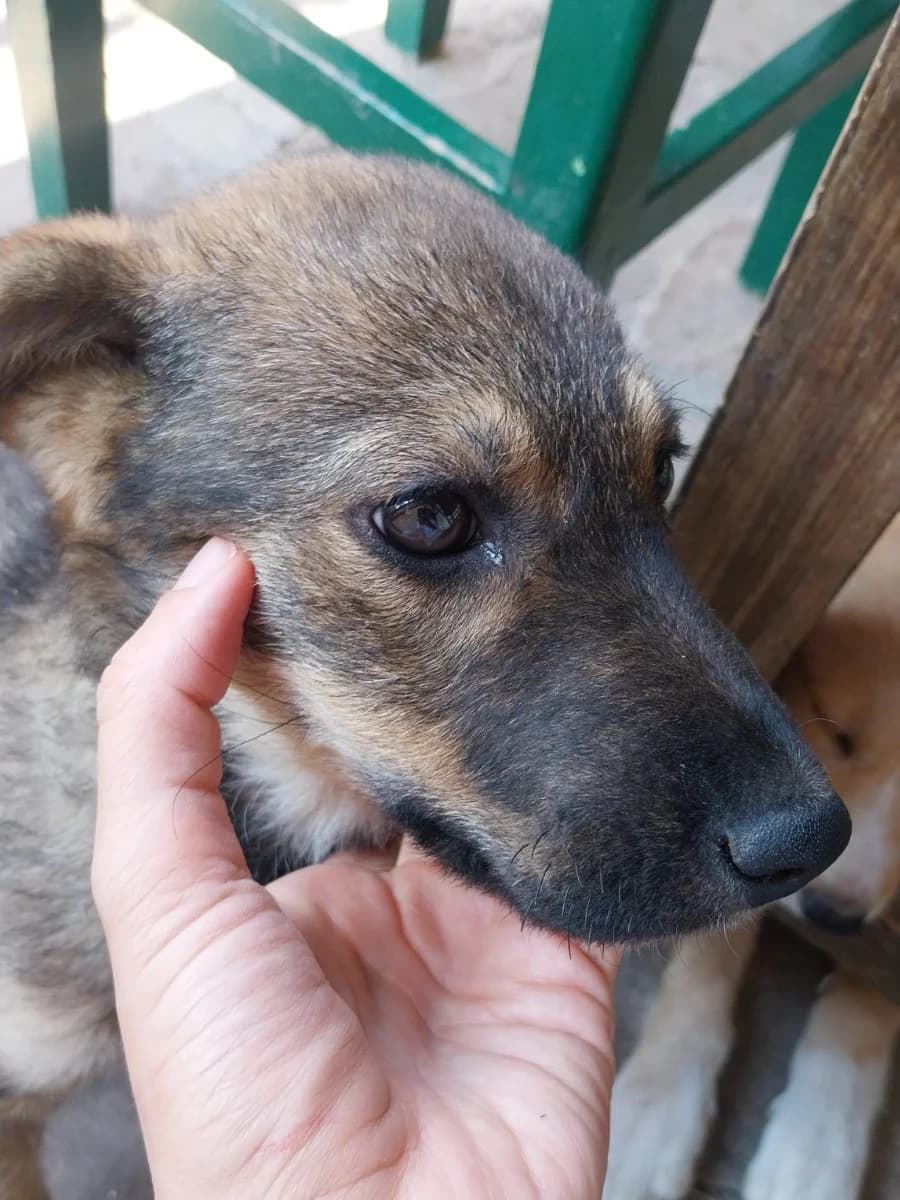 Vujka i Medonjica,  Mixed Breed for adoption at Feniks, Belgrade