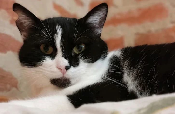 Elef, female Mixed Breed for adoption at Help Animals Belgrade (Shelter Jessica)