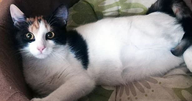Ulla, female senior Mixed Breed for adoption at Help Animals Belgrade (Shelter Jessica)