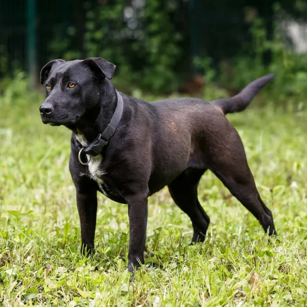 Patrizia, female senior Mixed Breed for adoption at PetMondo Serbia, Petmondo