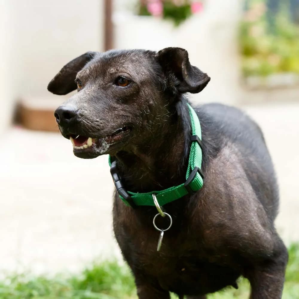Budjava, female senior Mixed Breed for adoption at PetMondo Serbia, Petmondo