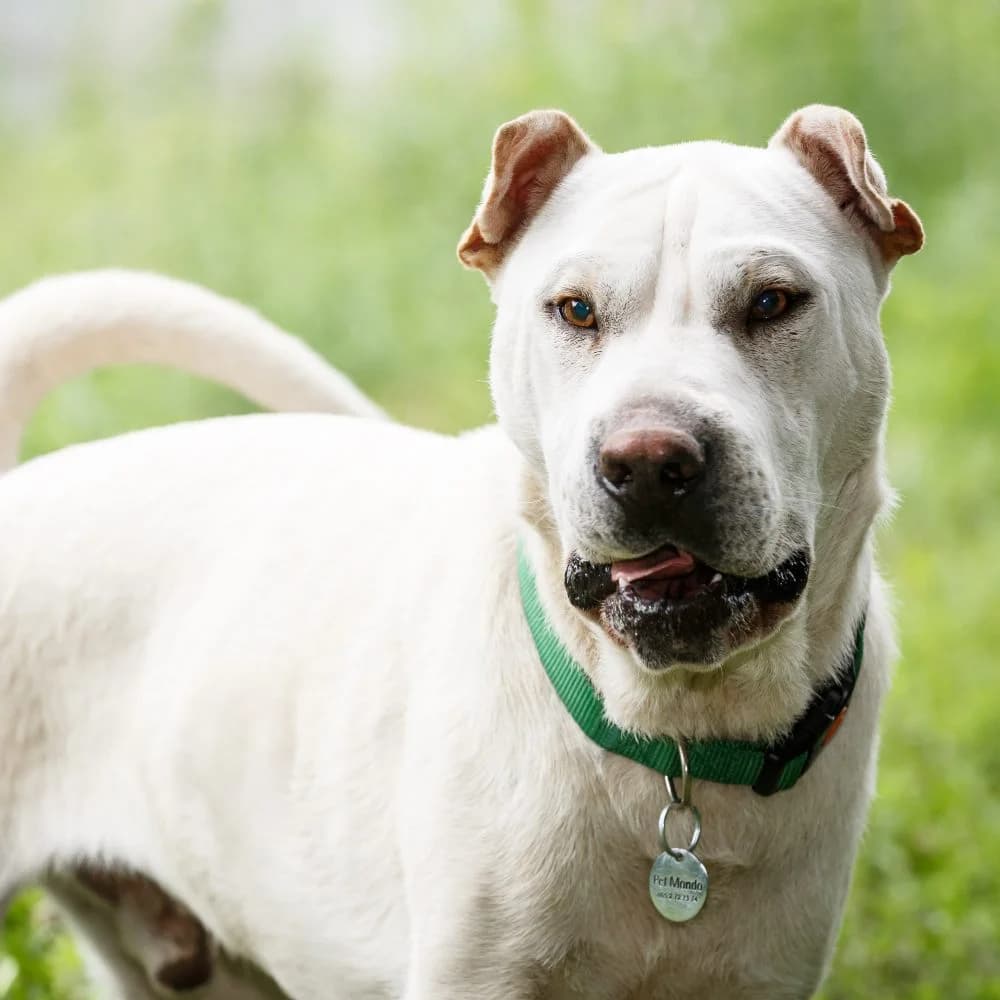Meda, male senior Mixed Breed for adoption at PetMondo Serbia, Petmondo