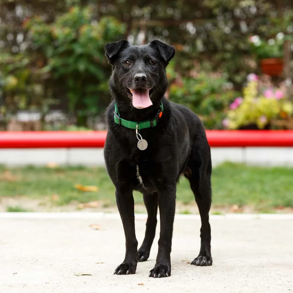 Simona, female senior Mixed Breed for adoption at PetMondo Serbia, Petmondo