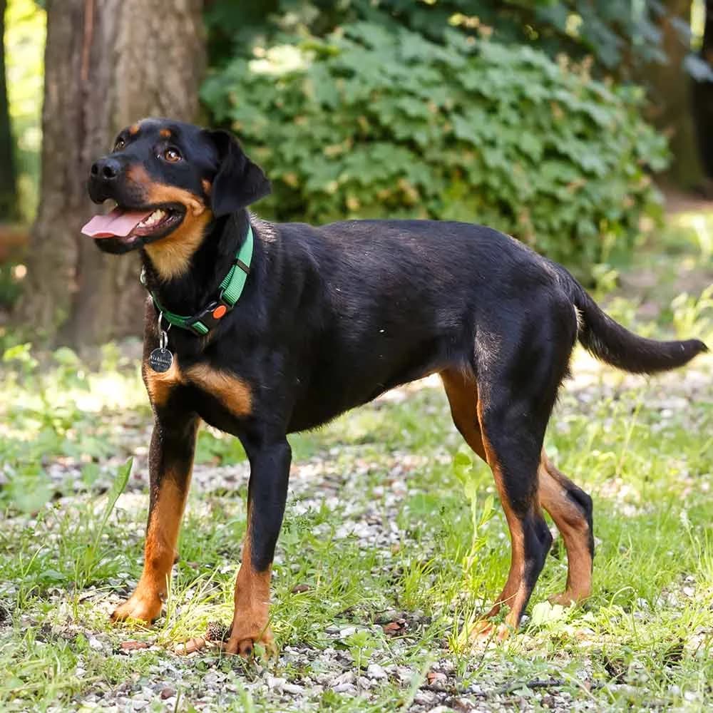 Dona, female senior Mixed Breed for adoption at PetMondo Serbia, Petmondo