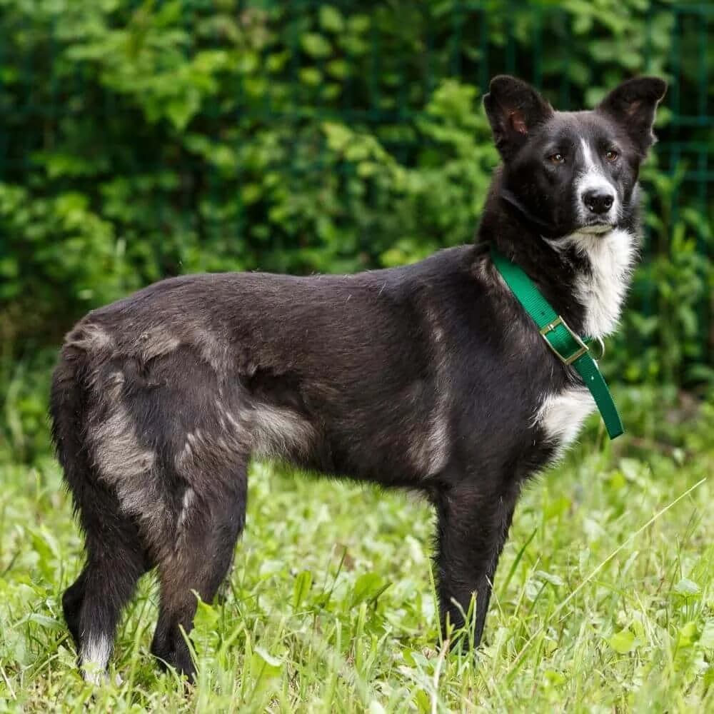 Hana, female senior Mixed Breed for adoption at PetMondo Serbia, Petmondo
