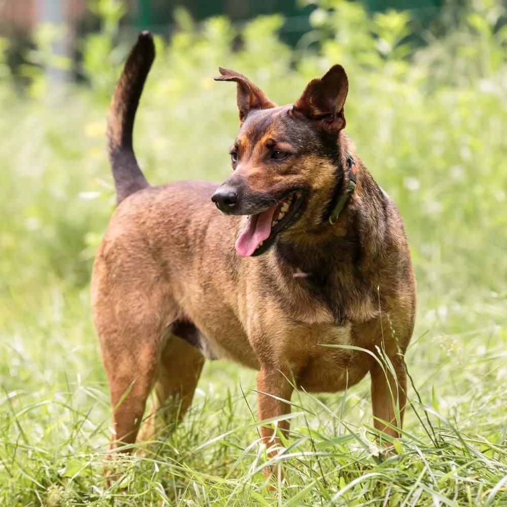 Branko, male senior Mixed Breed for adoption at PetMondo Serbia, Petmondo