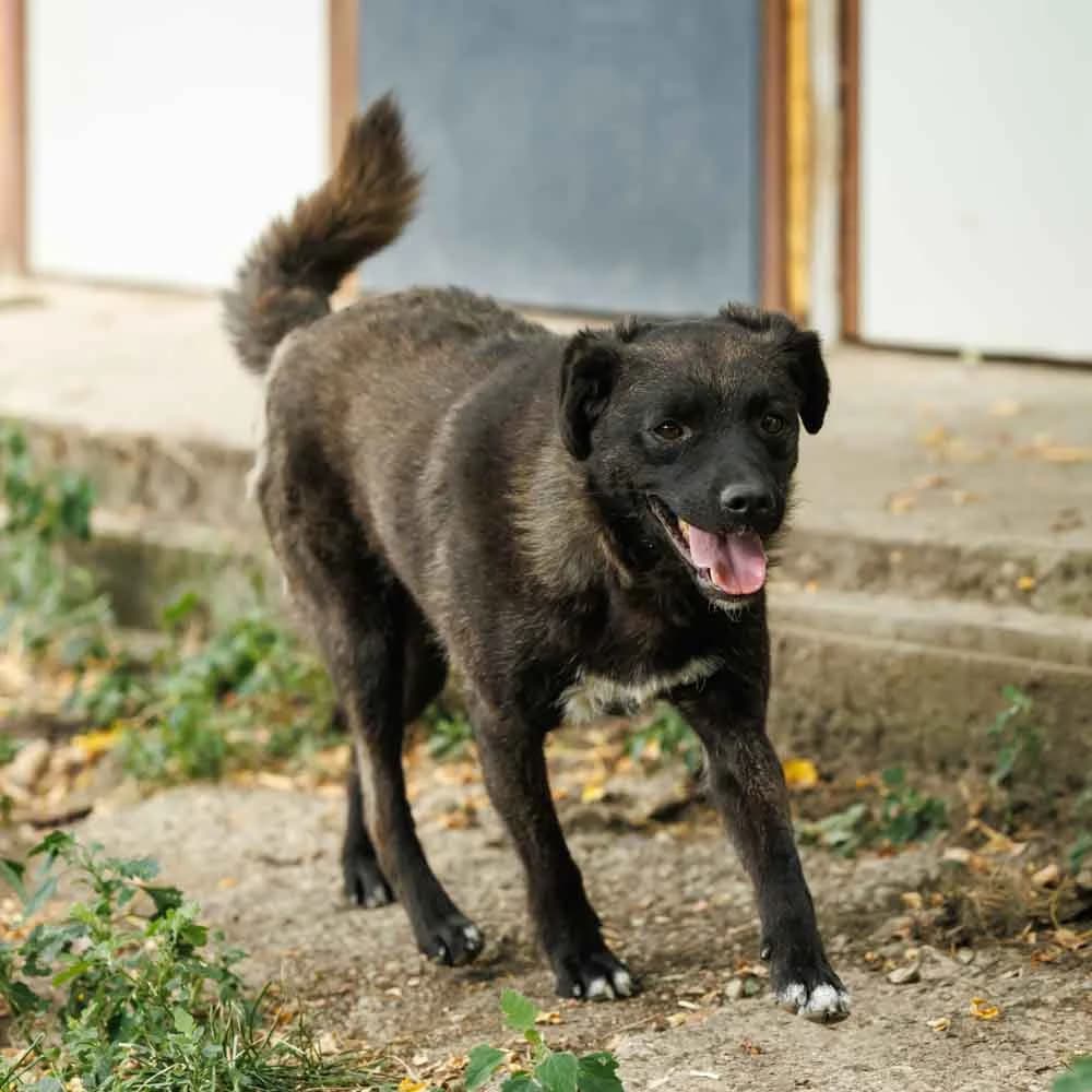 Ljubisa, male 3yo Mixed Breed for adoption at PetMondo Serbia, Petmondo