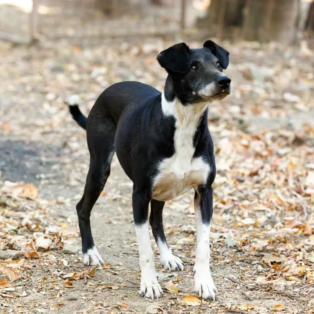 Riki, male senior Mixed Breed for adoption at PetMondo Serbia, Petmondo