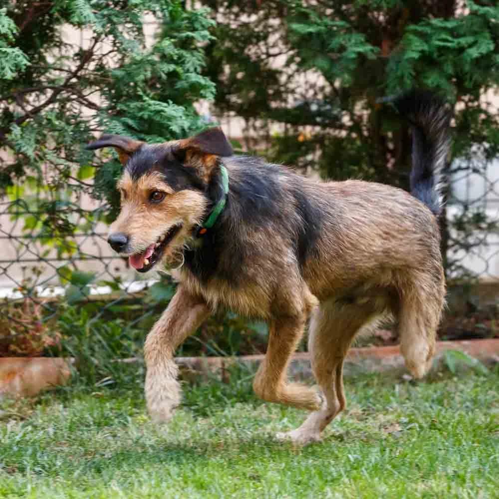 Lucky, male senior Mixed Breed for adoption at PetMondo Serbia, Petmondo