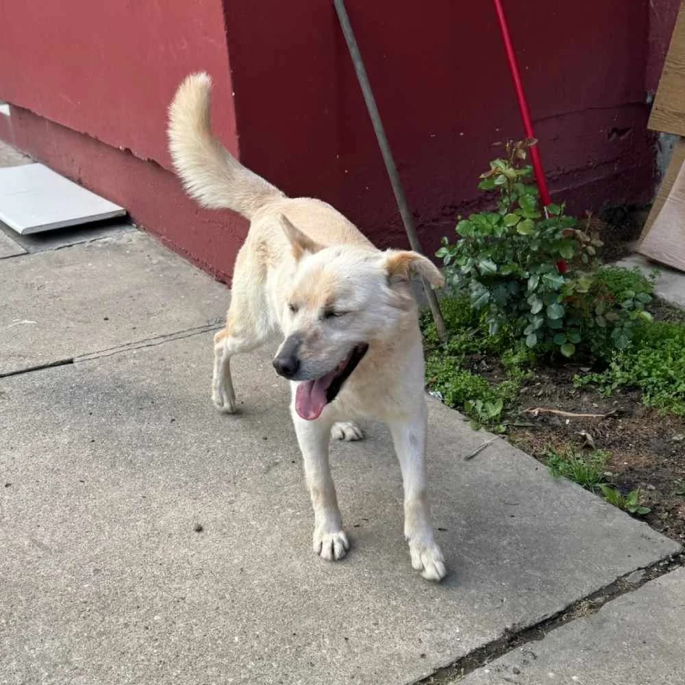 Mile, male 5yo Mixed Breed for adoption at PetMondo Serbia, Petmondo