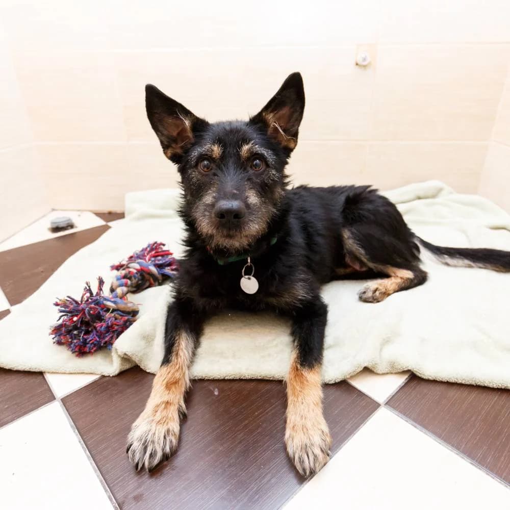 Rada, female 7yo Mixed Breed for adoption at PetMondo Serbia, Petmondo