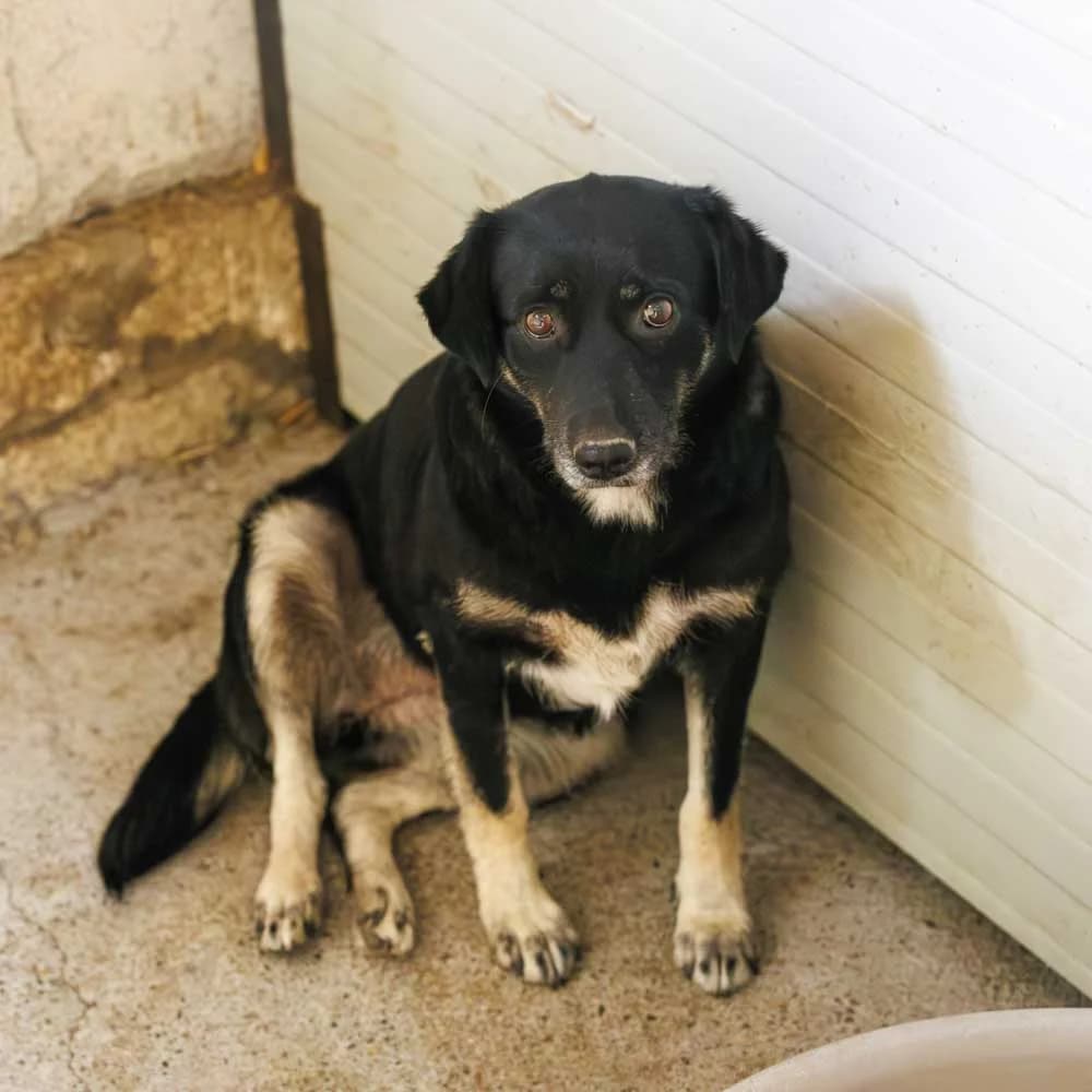 Kika, female 5yo Mixed Breed for adoption at PetMondo Serbia, Petmondo