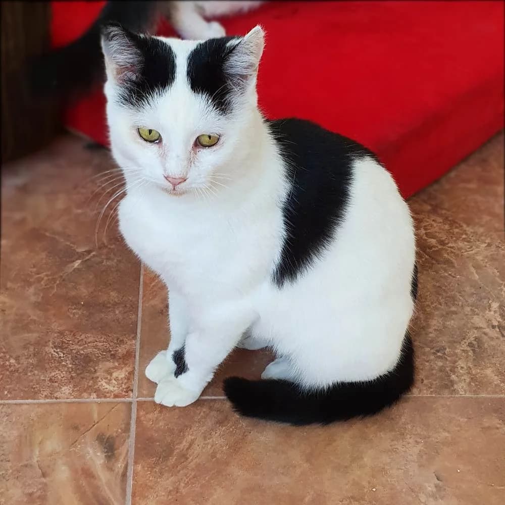 Sophie, female 6yo Mixed Breed for adoption at PetMondo Serbia, Petmondo