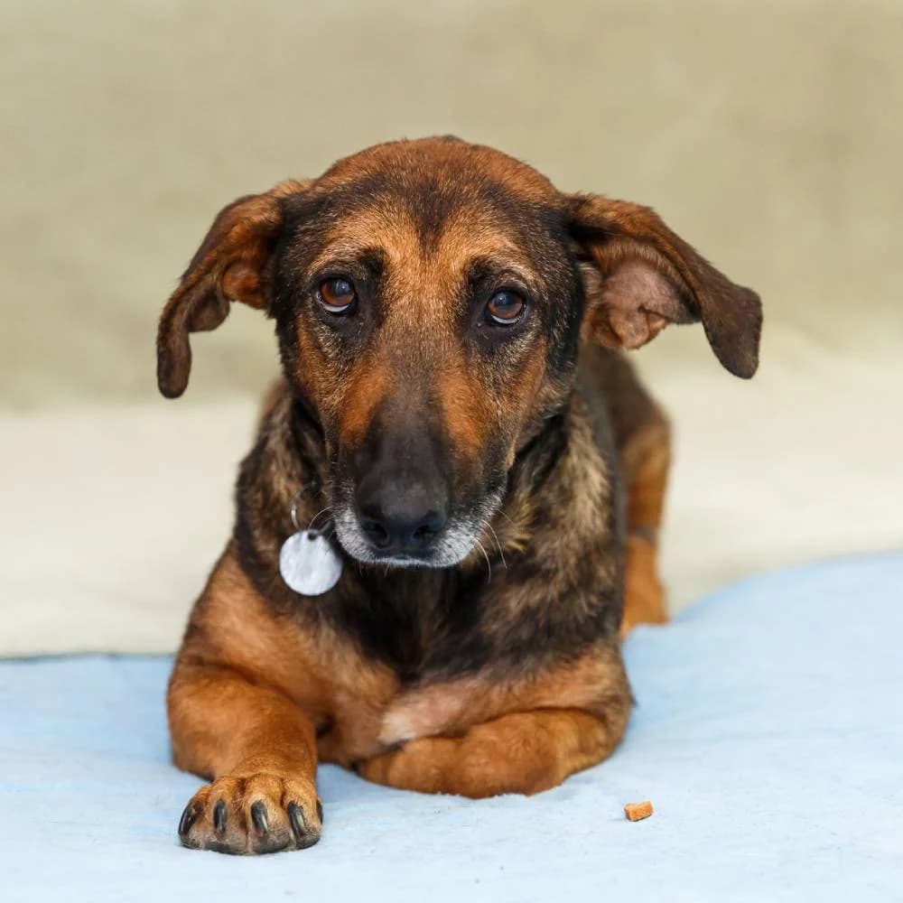 Lara, female senior Mixed Breed for adoption at PetMondo Serbia, Petmondo
