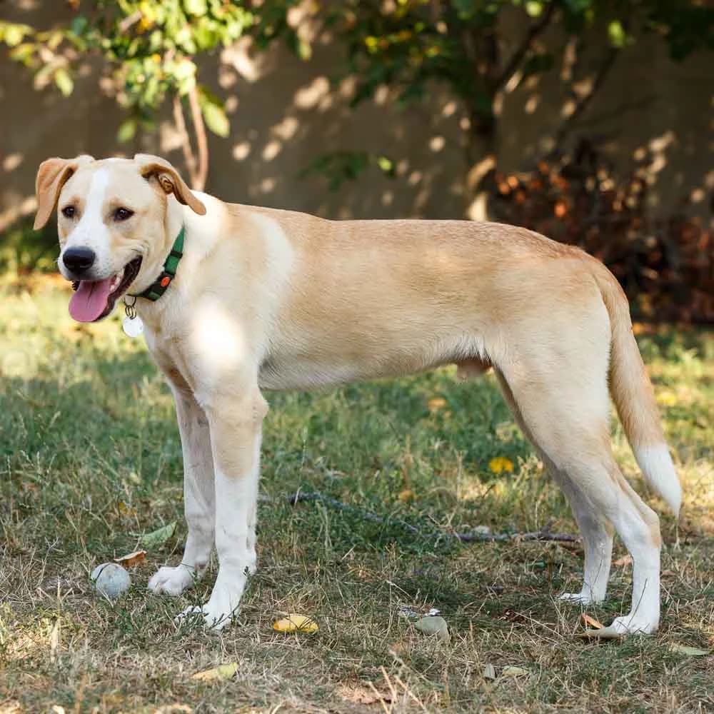 Bruno, male 4yo Mixed Breed for adoption at PetMondo Serbia, Petmondo